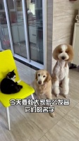 萌宠日常笔记簿