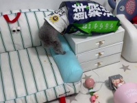 选对一款宠物粮真的不容易，比如鸭肉梨口味的犬粮就非常适合这个季节喂食狗狗