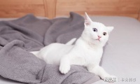 猫咪训练:培养好习惯,提升生活品质