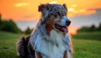 圣伯纳犬如何训练大小便（提高宠物生活质量的必修课）