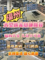 福州金渐层猫什么?福州这里买金渐层猫价格优惠,品质更佳!