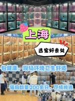 上海哪有卖英短蓝猫的宠物基地?上海宠物基地选购英短蓝猫更放心