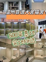 温州买银渐层猫的价格地方?温州正规买银渐层猫基地,买银渐层猫的好去处!