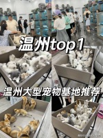 温州买英短蓝猫哪里比较实惠?温州这里买英短蓝猫基地直销更实惠