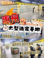 惠州买英短蓝猫哪里有实体店?惠州这里是优质选英短蓝猫地,宠物界的天堂!