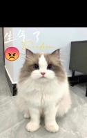 科学喂养猫的猫粮量（了解猫粮喂养原则及合理分配）