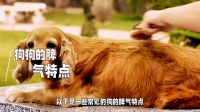 狗狗的脾气特征,你知道多少?