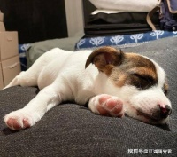 不瞒你说，狗狗性格好不好，看它睡在哪，真的很准