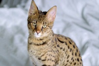 新品宠物猫阿瑟拉猫 阿瑟拉猫介绍 阿瑟拉猫多少钱一只