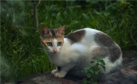 宠物猫繁殖周期：发情、交配、怀孕、分娩
