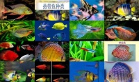 热带鱼品种大全图片及名称