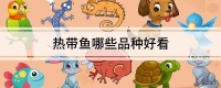 热带鱼哪些品种好看
