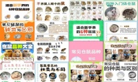 仓鼠品种大全带图