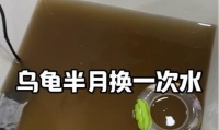 巴西龟饲养之换水频率及喜好清澈水态（了解巴西龟的换水频率及水质要求，打造清澈水态宜居环境）