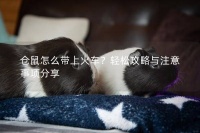 仓鼠怎么带上火车？轻松攻略与注意事项分享