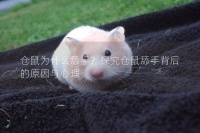 仓鼠为什么舔手?探究仓鼠舔手背后的原因与心理