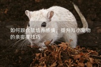 如何跟仓鼠培养感情,提升与小宠物的亲密度技巧