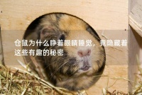 仓鼠为什么睁着眼睛睡觉,竟隐藏着这些有趣的秘密