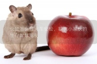 仓鼠怎么过火车安检,聪明小家伙的生存智慧揭秘