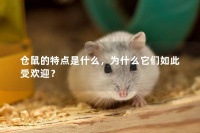 仓鼠的特点是什么,为什么它们如此受欢迎?