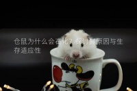 仓鼠为什么会石化?探讨其原因与生存适应性