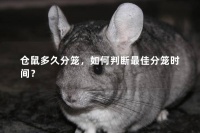 仓鼠多久分笼,如何判断最佳分笼时间?