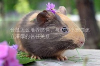 仓鼠怎么培养感情，与你的小宠物建立深厚的信任关系