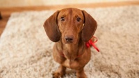 人气最旺的10种宠物狗,每一只都是名犬