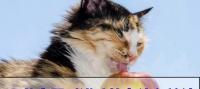 小猫饮食宝典（宠物猫的健康饮食指南）