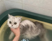 成年猫咪的洗澡指南(如何为猫咪选择适合的洗澡产品)