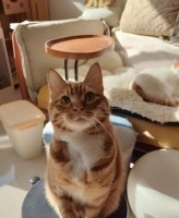 猫咪的饮食健康指南(以猫一般什么时候喂为主题)
