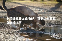 小猫咪吃什么食物好?营养均衡的饮食选择指南