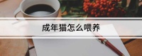 成年猫怎么喂养