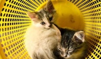 猫咪护理视频：清洁、喂食、玩耍，如何让新成年猫咪健康成长？