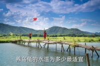 夏天养乌龟水放多少度，养乌龟的水温为多少最适宜