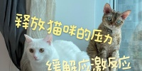 降低宠物狗应激反应的方法(以关爱和训练为主要手段,打造健康稳定的狗狗生活)