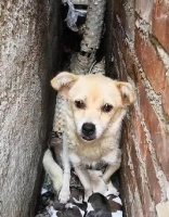 狗狗总是蹭墙的原因与处理方法（宠物狗蹭墙的危害及预防措施）
