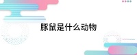 豚鼠是什么动物