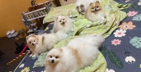 博美狗过胖，喘不过气怎么办？