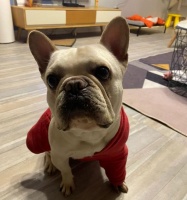 宠物狗可以吃榴莲吗?(榴莲对狗狗的影响及注意事项)