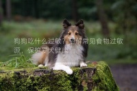 狗狗吃什么过敏?了解常见食物过敏源,保护爱犬健康