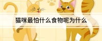 猫咪最怕什么食物呢为什么