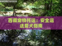 宠物托运:安全运送爱犬指南