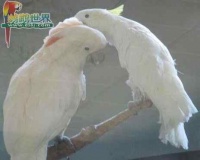 怎样让鹦鹉的饮食更均衡