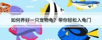 如何养好一只宠物龟？带你轻松入龟门
