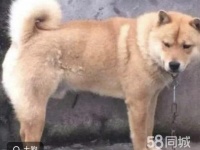宿州埇桥白马商城宠物赠送/领养电话