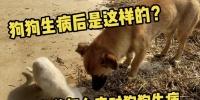 狗狗病愈的饮食指南(康复所需关键营养品及其作用)
