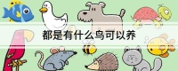都是有什么鸟可以养