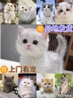 渭南哪里买宠物靠谱安全?这家店铺良心推荐,买宠物的好地方