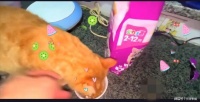 女子上门喂猫一次110元,一天喂20家